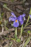 Dwarf Violet Iris, Iris Verna