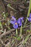 Dwarf Violet Iris, Iris Verna