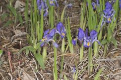 Dwarf Violet Iris, Iris Verna