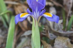 Dwarf Violet Iris, Iris Verna Dwarf Violet Iris, Iris Verna