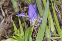 Dwarf Violet Iris, Iris Verna Dwarf Violet Iris, Iris Verna
