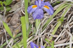 Dwarf Violet Iris, Iris Verna Dwarf Violet Iris, Iris Verna
