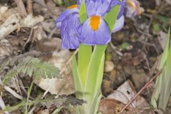 Dwarf Violet Iris, Iris Verna Dwarf Violet Iris, Iris Verna