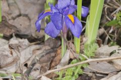 Dwarf Violet Iris, Iris Verna Dwarf Violet Iris, Iris Verna