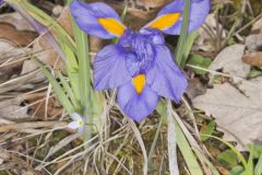 Dwarf Violet Iris, Iris Verna Dwarf Violet Iris, Iris Verna