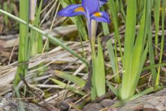 Dwarf Violet Iris, Iris Verna Dwarf Violet Iris, Iris Verna