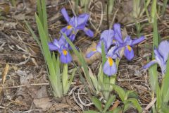 Dwarf Violet Iris, Iris Verna Dwarf Violet Iris, Iris Verna