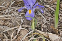Dwarf Violet Iris, Iris Verna Dwarf Violet Iris, Iris Verna