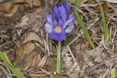 Dwarf Violet Iris, Iris Verna Dwarf Violet Iris, Iris Verna