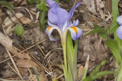 Dwarf Violet Iris, Iris Verna Dwarf Violet Iris, Iris Verna