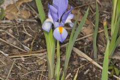 Dwarf Violet Iris, Iris Verna Dwarf Violet Iris, Iris Verna