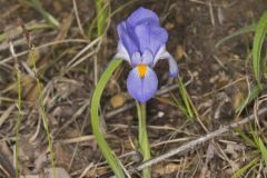 Dwarf Violet Iris, Iris Verna