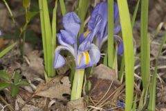 Dwarf Violet Iris, Iris Verna Dwarf Violet Iris, Iris Verna