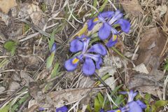 Dwarf Violet Iris, Iris Verna Dwarf Violet Iris, Iris Verna