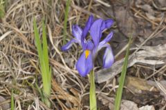 Dwarf Violet Iris, Iris Verna Dwarf Violet Iris, Iris Verna