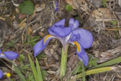 Dwarf Violet Iris, Iris Verna Dwarf Violet Iris, Iris Verna