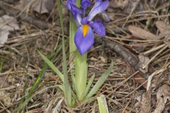 Dwarf Violet Iris, Iris Verna