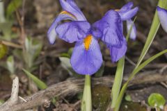 Dwarf Violet Iris, Iris Verna Dwarf Violet Iris, Iris Verna