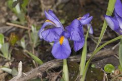 Dwarf Violet Iris, Iris Verna Dwarf Violet Iris, Iris Verna