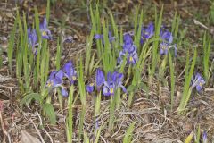 Dwarf Violet Iris, Iris Verna Dwarf Violet Iris, Iris Verna