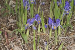 Dwarf Violet Iris, Iris Verna Dwarf Violet Iris, Iris Verna