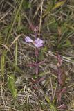 Earleaf False Foxglove, Agalinis auriculata