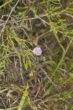 Earleaf False Foxglove, Agalinis auriculata