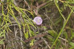 Earleaf False Foxglove