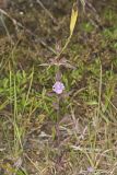 Earleaf False Foxglove, Agalinis auriculata