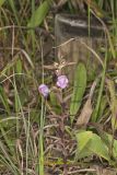 Earleaf False Foxglove, Agalinis auriculata