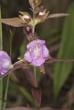 Earleaf False Foxglove, Agalinis auriculata