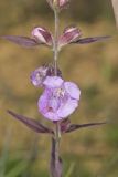 Earleaf False Foxglove, Agalinis auriculata