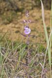 Earleaf False Foxglove, Agalinis auriculata