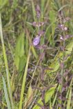Earleaf False Foxglove, Agalinis auriculata