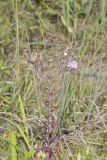 Earleaf False Foxglove, Agalinis auriculata