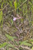 Earleaf False Foxglove, Agalinis auriculata