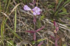 Earleaf False Foxglove, Agalinis auriculata