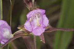 Earleaf False Foxglove, Agalinis auriculata