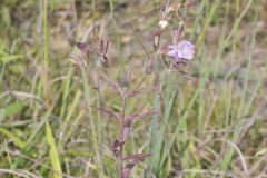 Earleaf False Foxglove, Agalinis auriculata