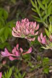 Early Azalea, Rhododendron prinophyllum