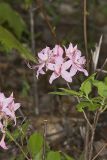 Early Azalea, Rhododendron prinophyllum
