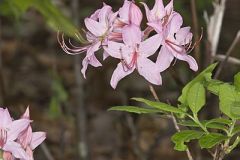 Early Azalea
