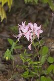 Early Azalea, Rhododendron prinophyllum