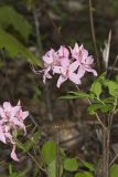 Early Azalea, Rhododendron prinophyllum