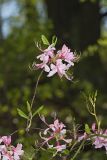 Early Azalea, Rhododendron prinophyllum