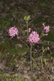 Early Azalea, Rhododendron prinophyllum