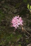 Early Azalea, Rhododendron prinophyllum