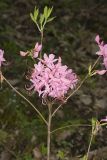 Early Azalea, Rhododendron prinophyllum