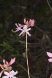Early Azalea, Rhododendron prinophyllum