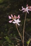 Early Azalea, Rhododendron prinophyllum